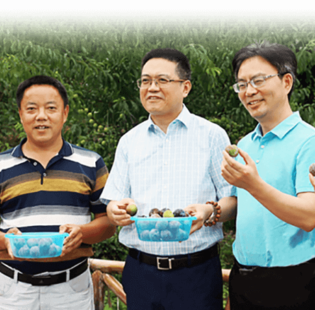 一县一特助力屏山茵红李